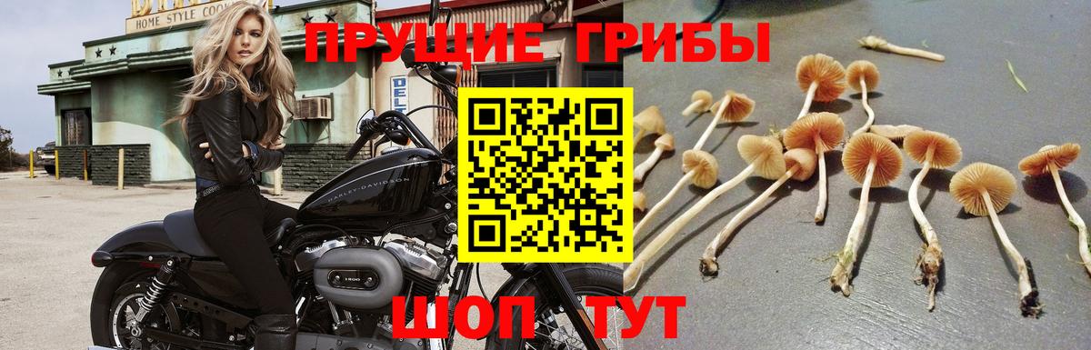 Псилоцибиновые грибы Psilocybe Лесосибирск